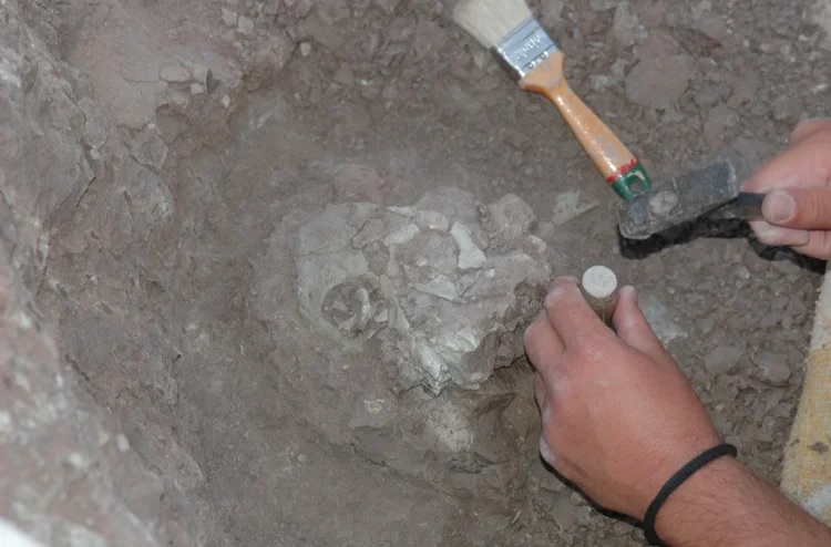 Descoberta do fóssil do Anadoluvius turkae