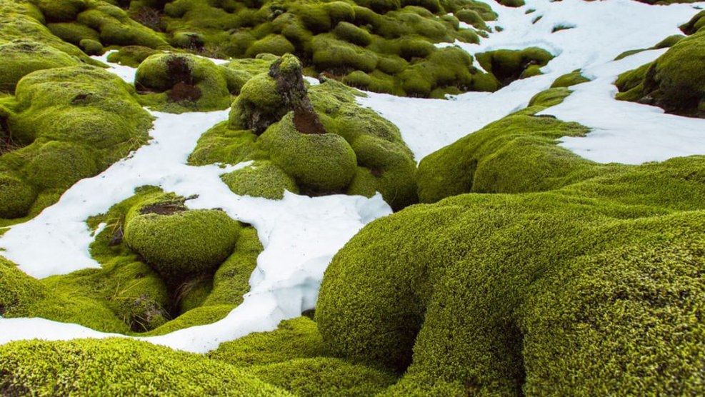Paisagem verde na Antártida