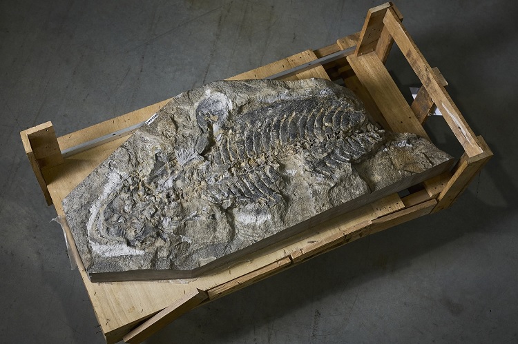 Fóssil do Arenaerpeton supinatus