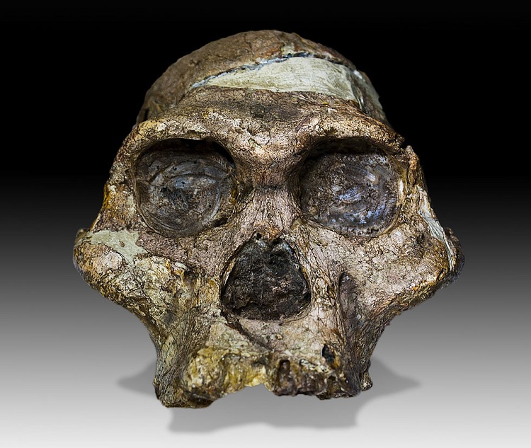 Crânio de australopiteco