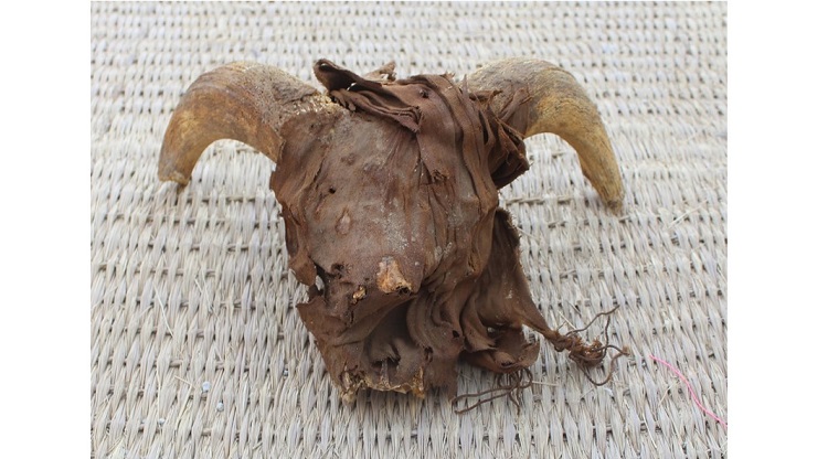 Cabeça mumificada de carneiro