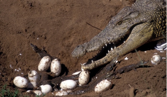 Crocodilo observa ovos eclodindo