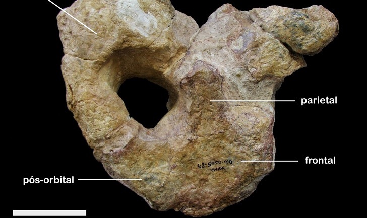 Fóssil do Titanochampsa iorii