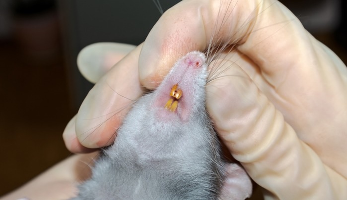 Rato tendo os dentes examinados