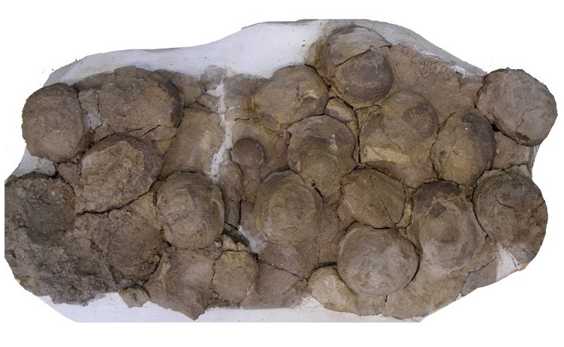 Ovos de dinossauro encontrados na Patagônia