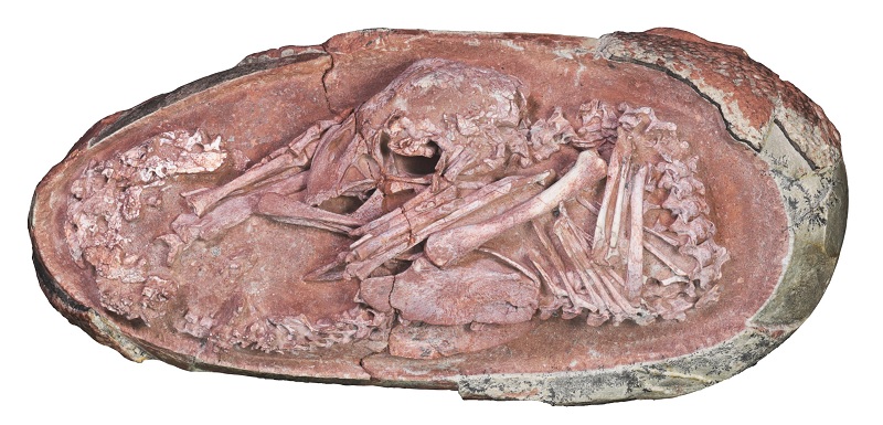 Embrião de dinossauro fossilizado