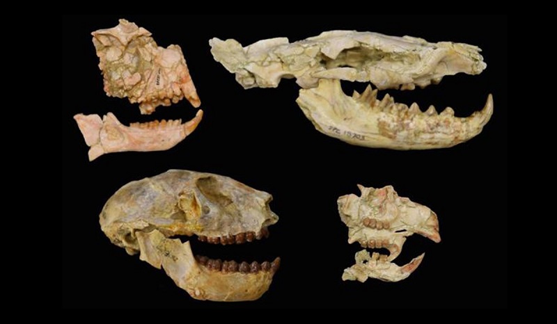 Crânios de animais que morreram durante a extinção em massa