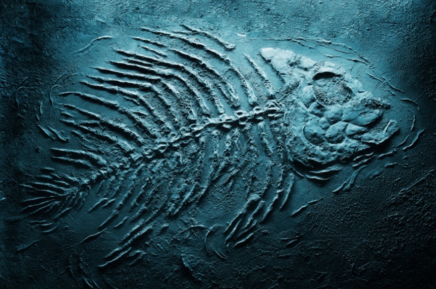 Fóssil de peixe
