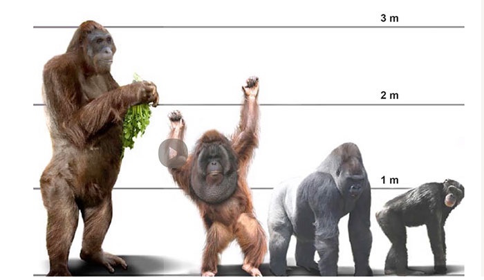 Comparação entre o Gigantopithecus blacki e outros macacos