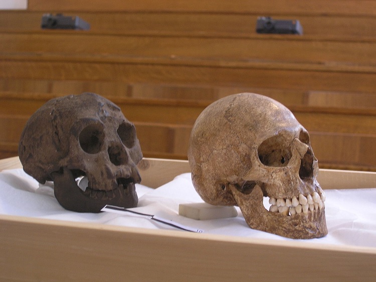 Crânios de Homo floresiensis (esquerda) e Homo sapiens (direita)