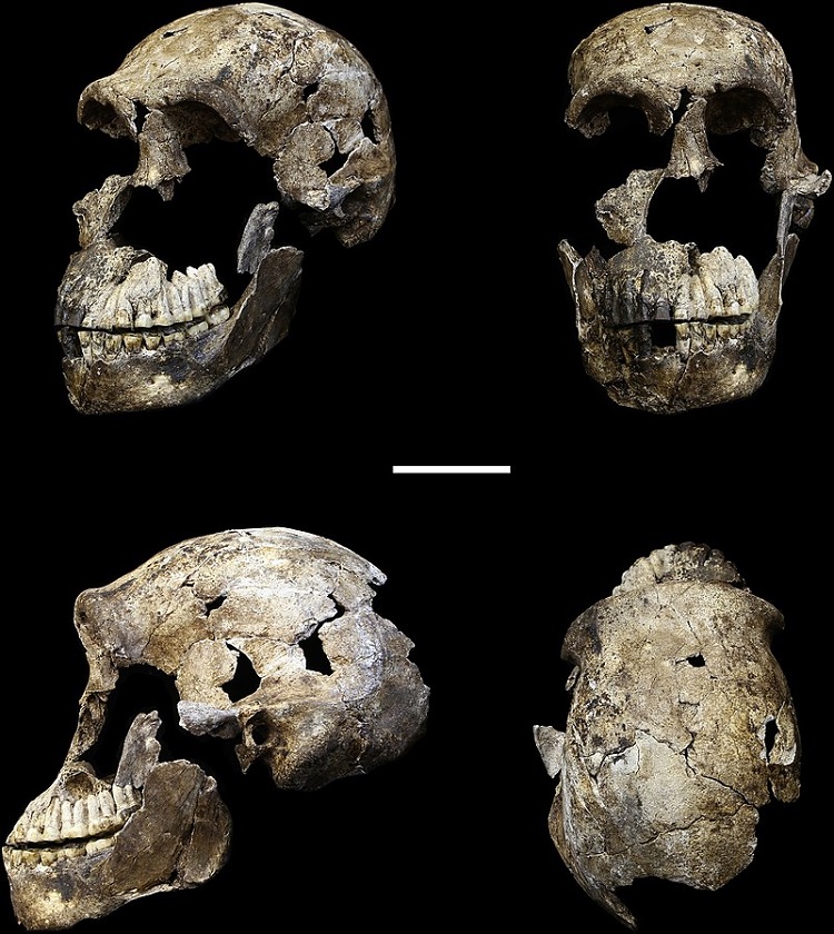 Crânio de Homo naledi