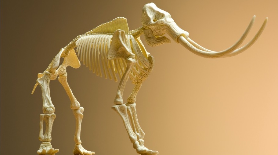 Esqueleto de mamute