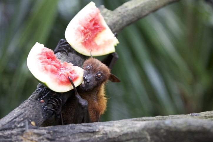 Morcego comendo fruta