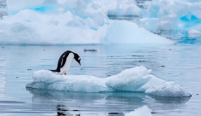 Pinguim em cima de bloco de gelo