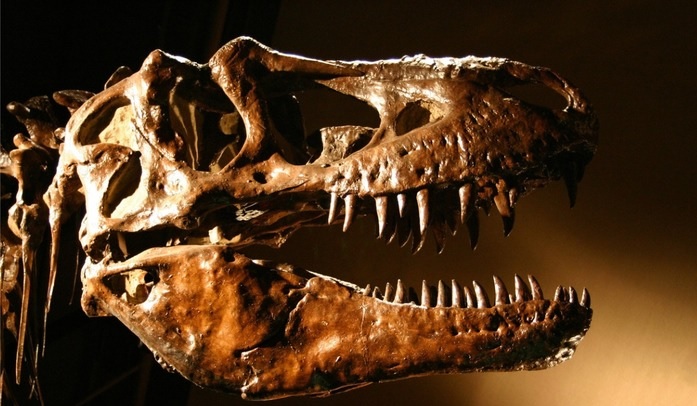 Crânio de tiranossauro