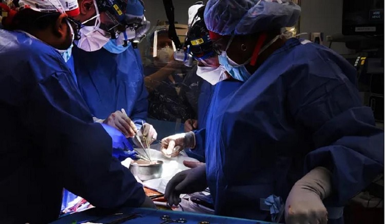 Primeira cirurgia de transplante de porco para um humano