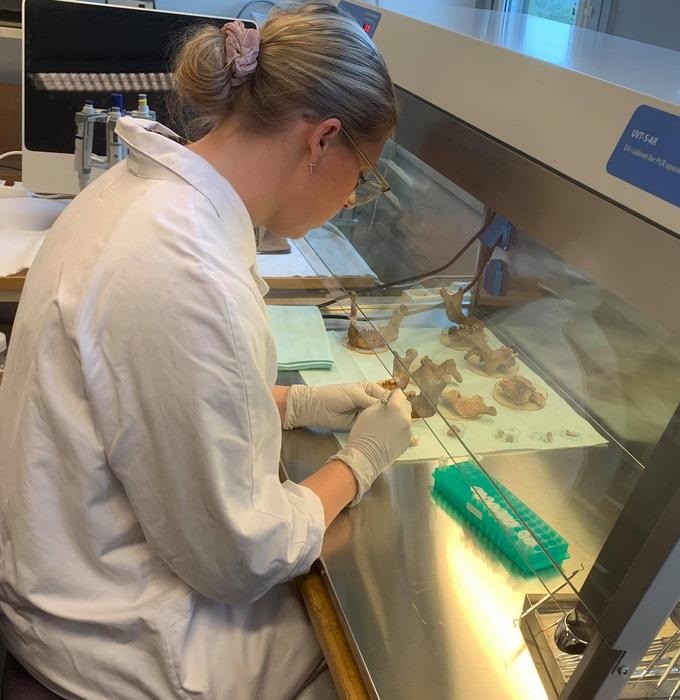 A pesquisadora Carolina Bertilsson analisa os dentes