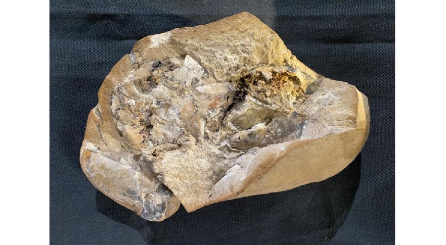 Fóssil de peixe contendo o coração mais antigo do mundo