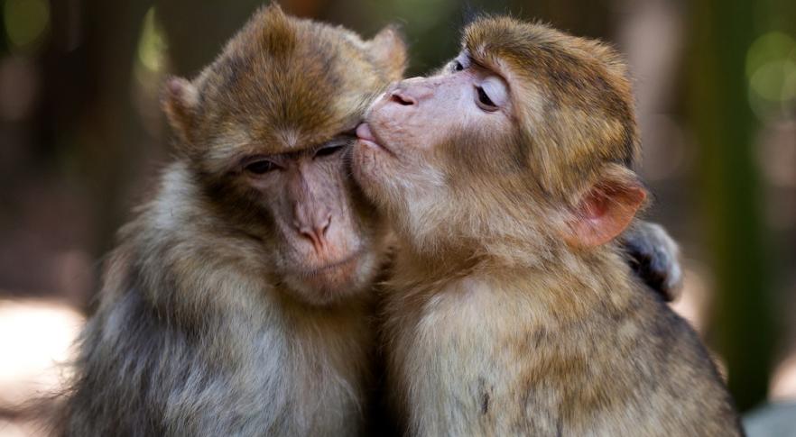 Macacos se beijando
