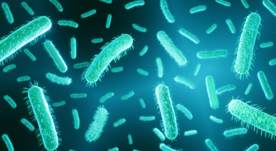 Bactérias Escherichia coli