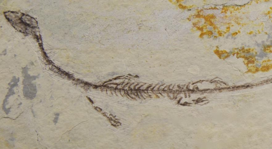 Fóssil de criatura marinha