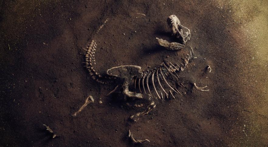 Esqueleto de Tiranossauro rex
