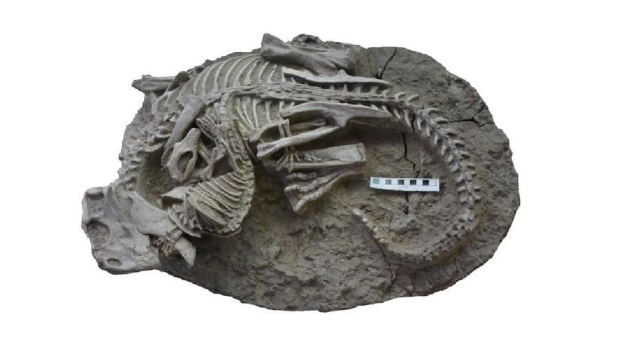 Fóssil de mamífero atacando dinossauro