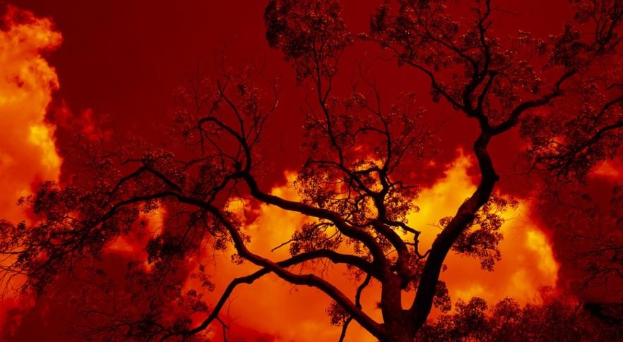 Árvore envolta em chamas