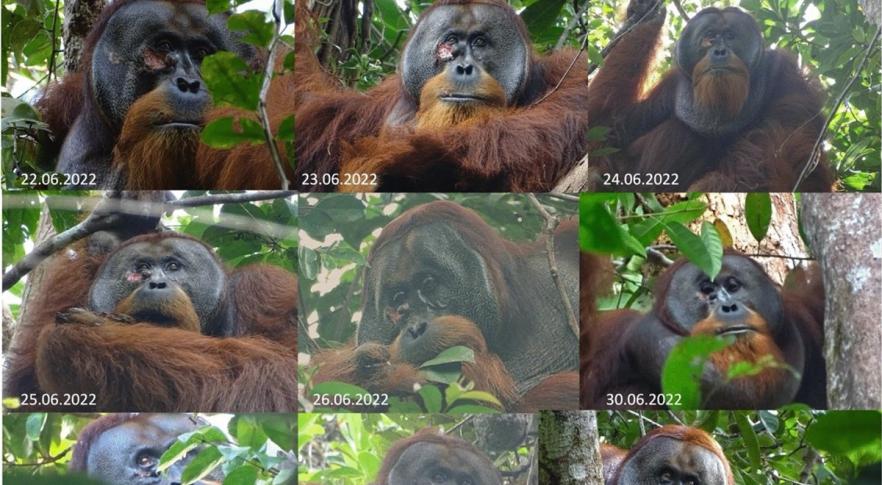 Orangotango que passou planta medicinal no rosto
