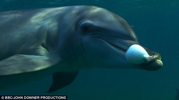 Vídeo mostra golfinhos "se drogando" através de toxinas de baiacus - Entenda-0
