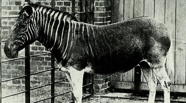 Extinta há 100 anos, "prima" da zebra está de volta à vida-0