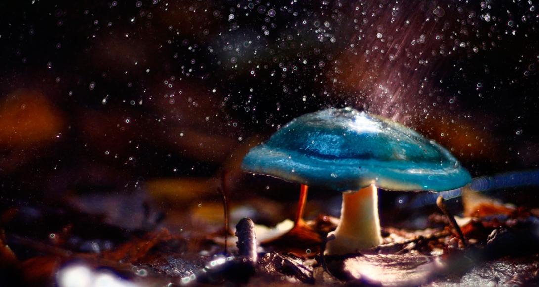 Cogumelos mágicos podem ajudar na cura da depressão-0