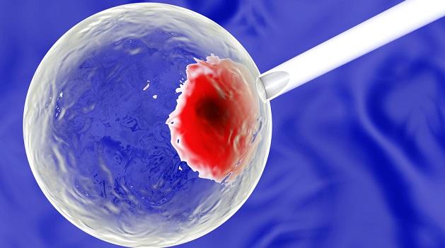 Embrião metade humano metade suíno é criado nos EUA-0