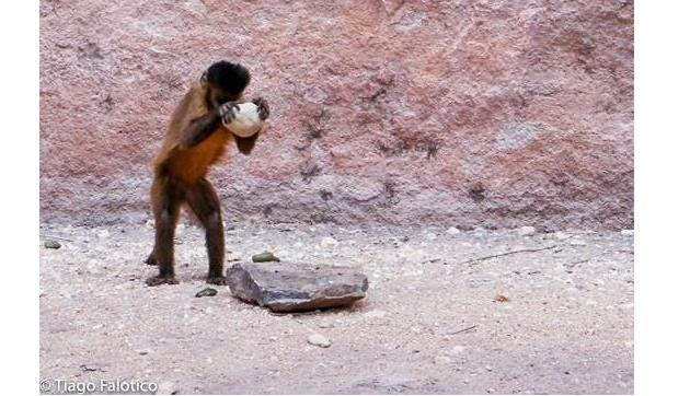 Macacos brasileiros entraram na Idade da Pedra há 700 anos-0