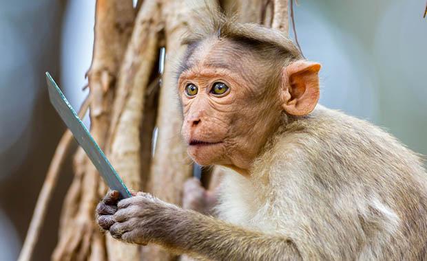 Macacos estão prontos para falar, revela pesquisa-0