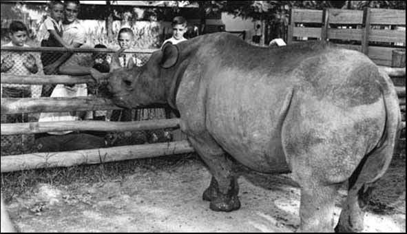 Você sabia que um rinoceronte já foi eleito vereador de São Paulo?-0