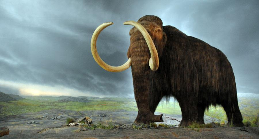 O pré-histórico mamute-lanoso será ressuscitado-0