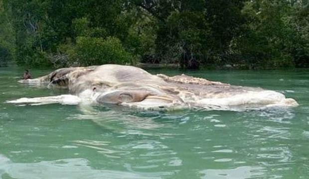 Monstro marinho gigante aparece em ilha na Indonésia-0