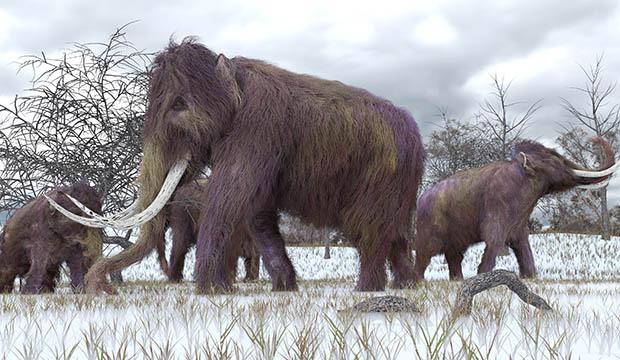 Multimilionário americano financia experimento para reviver mamutes-0