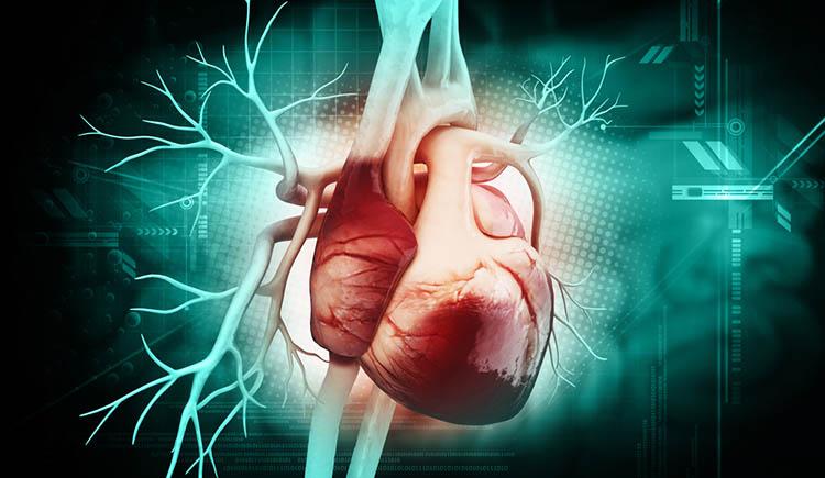 Cientistas revelam o motivo pelo qual o coração fica do lado esquerdo do corpo-0