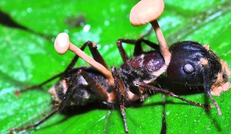 O fungo capaz de transformar formigas em zumbis-0