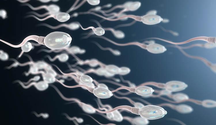 Ciência descobre como os espermatozoides se locomovem-0
