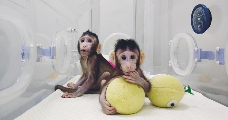 Cientistas conseguem clonar um primata pela primeira vez-0