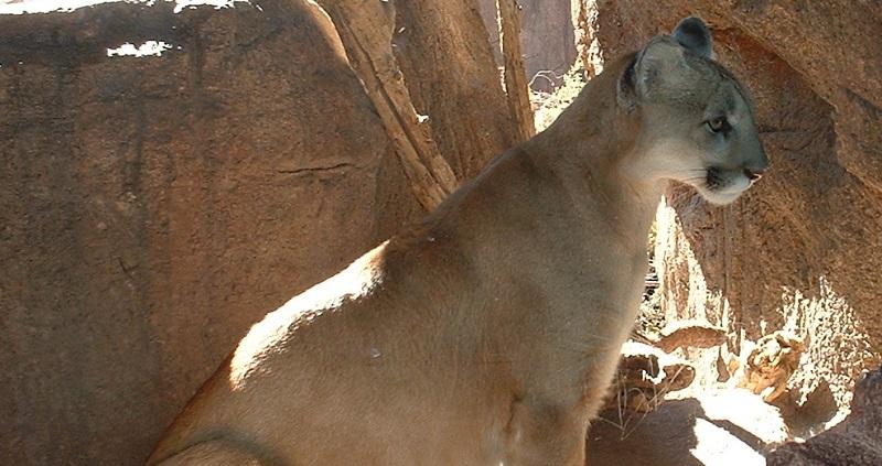 Espécie de puma é declarada oficialmente extinta-0
