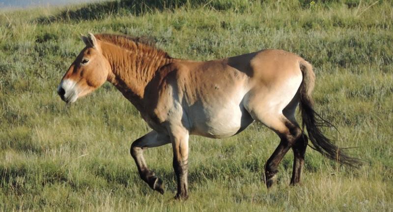 Pesquisa de DNA revela que cavalos selvagens estão extintos-0