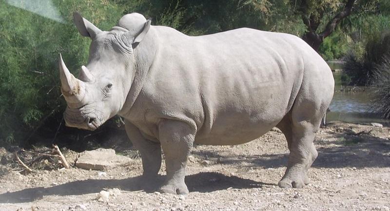 Cientistas devem clonar rinoceronte recentemente extinto-0