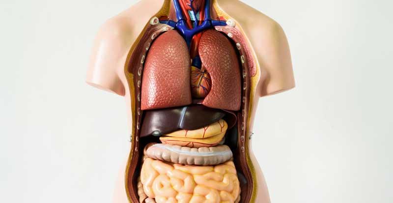 Cientistas acreditam que descobriram “novo órgão” no corpo humano-0