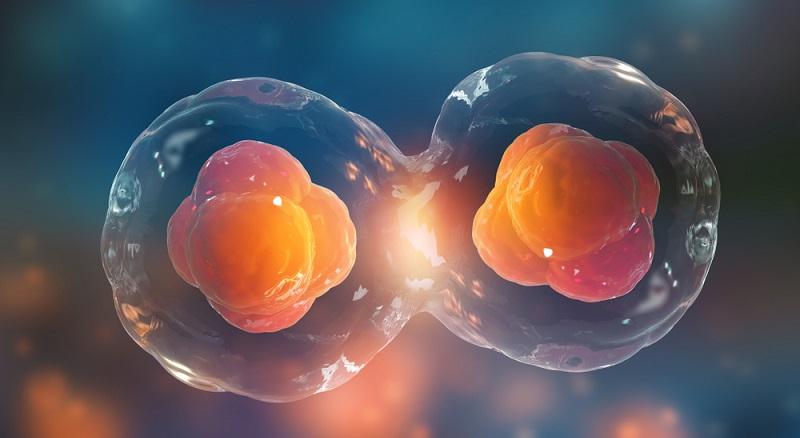 Cientistas criam embriões sintéticos, sem óvulos ou espermatozoides-0