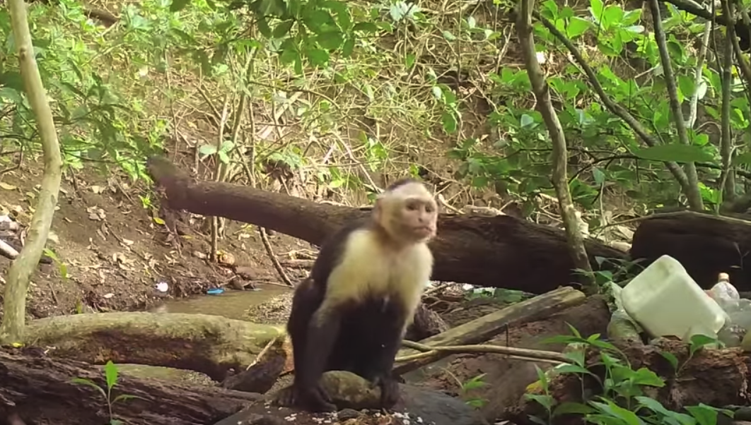 Um grupo de macacos-prego do Panamá entrou na "Idade da Pedra"-0