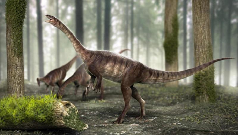 Descoberta no Brasil espécie mais antiga do mundo de dinossauro de pescoço longo-0